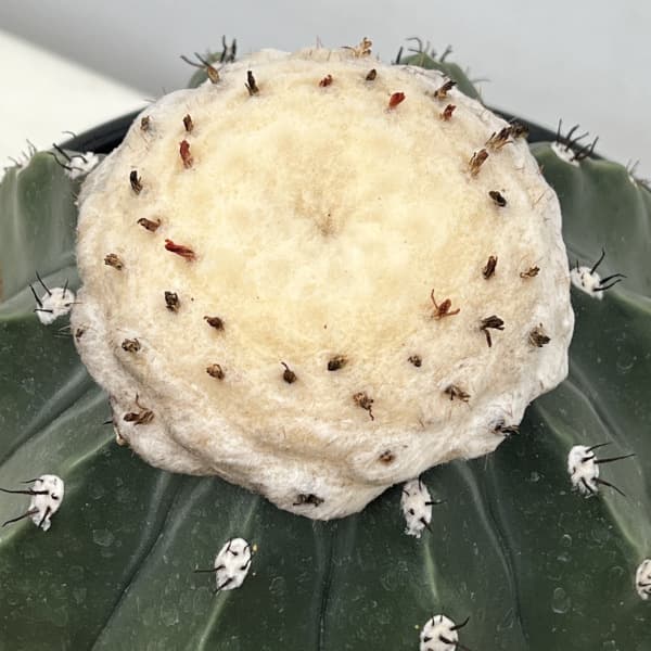 サボテン：メロカクタス　クルビスピヌス　6号鉢植え