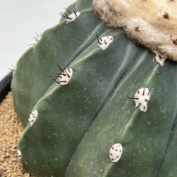 サボテン：メロカクタス　クルビスピヌス　6号鉢植え