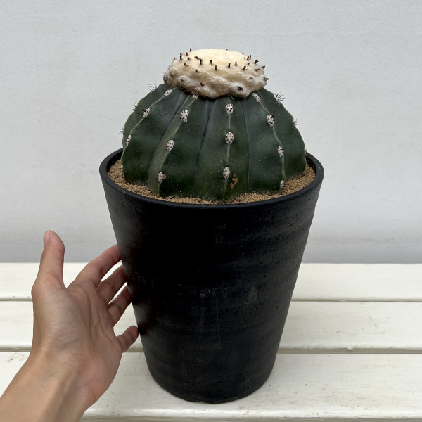 サボテン：メロカクタス　クルビスピヌス　6号鉢植え