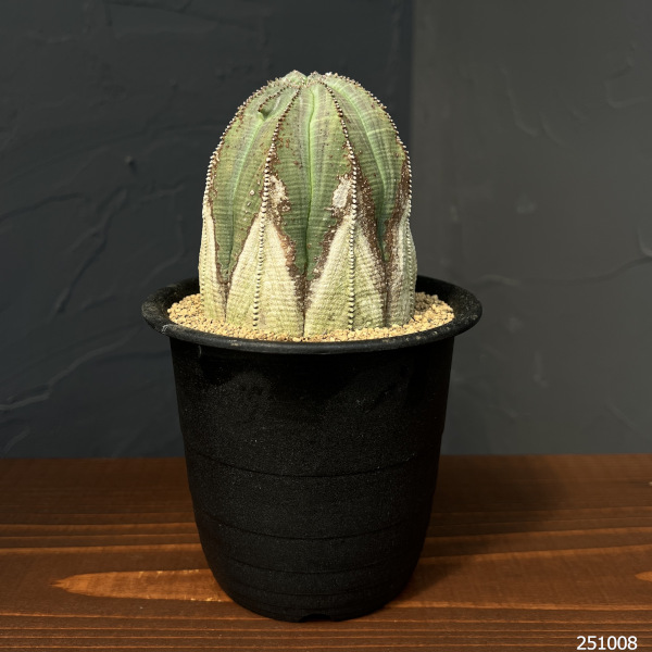 ユーフォルビア:オベサ・オールドタイプ3.5号鉢植え25-01