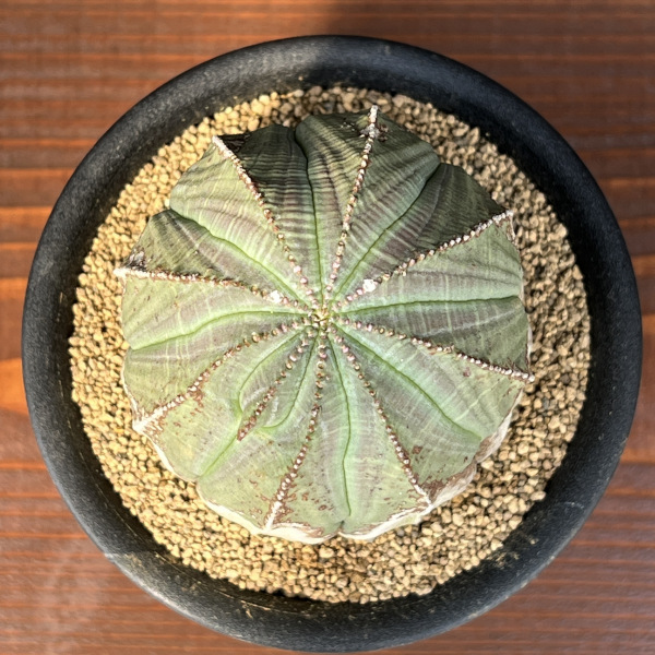 ユーフォルビア:オベサ・オールドタイプ3.5号鉢植え25-01