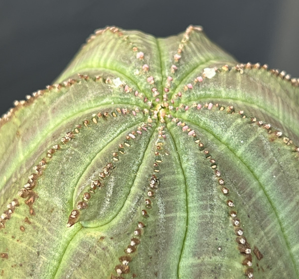 ユーフォルビア:オベサ・オールドタイプ3.5号鉢植え25-01