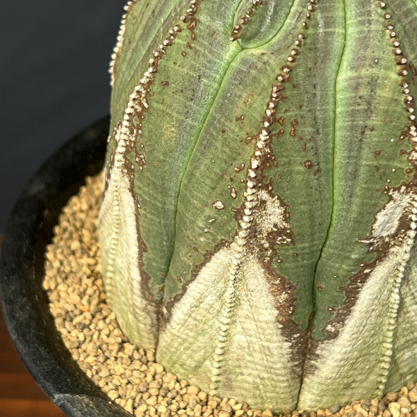 ユーフォルビア:オベサ・オールドタイプ3.5号鉢植え25-01