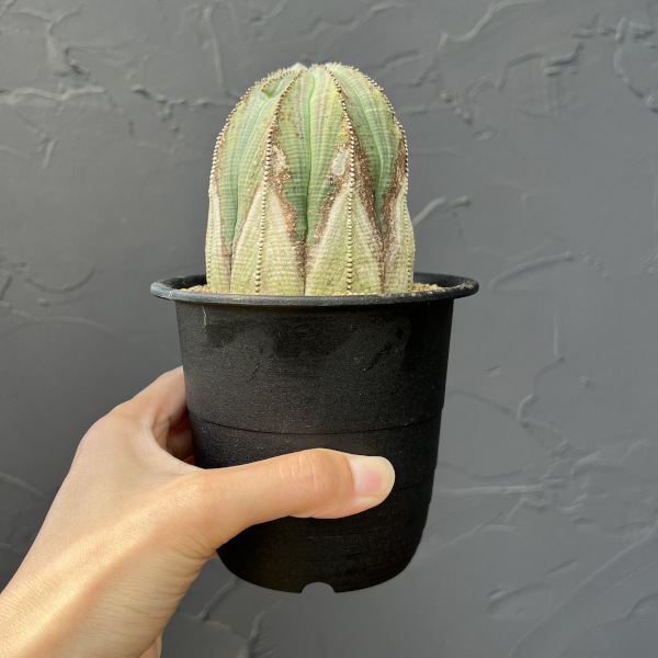 ユーフォルビア:オベサ・オールドタイプ3.5号鉢植え25-01