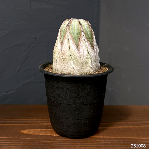 ユーフォルビア：オベサ・オールドタイプ3.5号鉢植え25-02