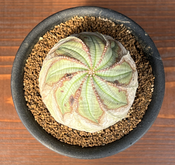 ユーフォルビア：オベサ・オールドタイプ3.5号鉢植え25-02