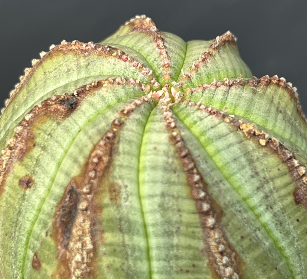 ユーフォルビア：オベサ・オールドタイプ3.5号鉢植え25-02