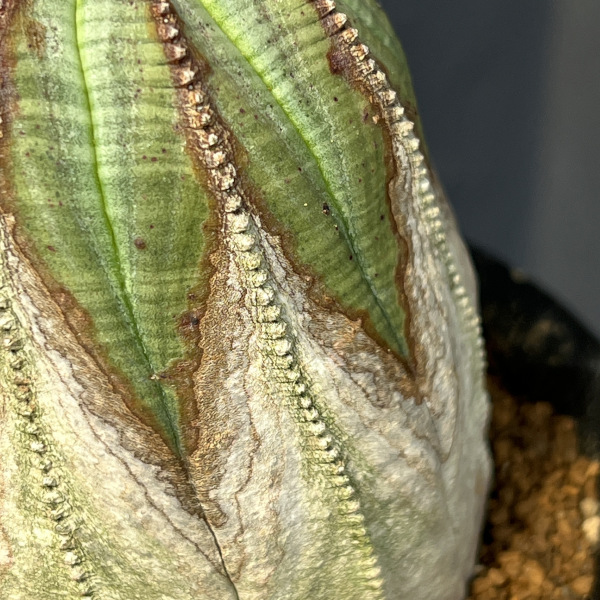 ユーフォルビア：オベサ・オールドタイプ3.5号鉢植え25-02