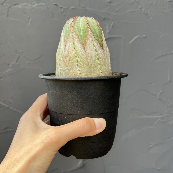 ユーフォルビア：オベサ・オールドタイプ3.5号鉢植え25-02