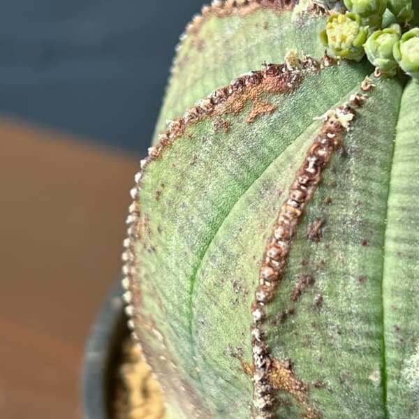 ユーフォルビア：オベサ・オールドタイプ3号鉢植え26-02