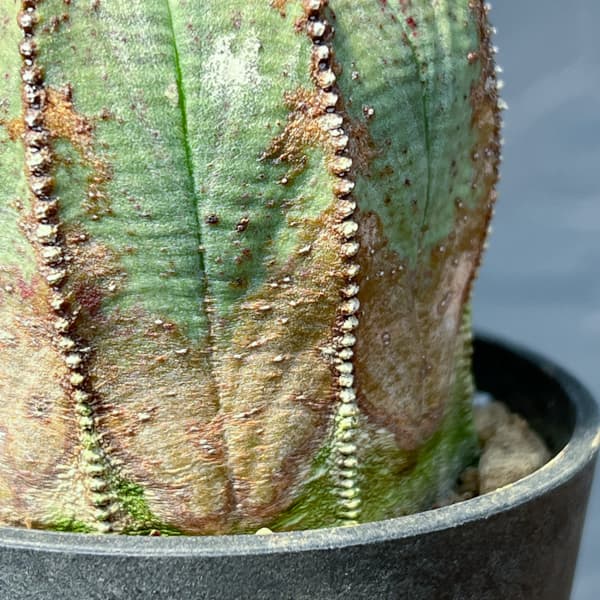 ユーフォルビア：オベサ・オールドタイプ3号鉢植え26-02