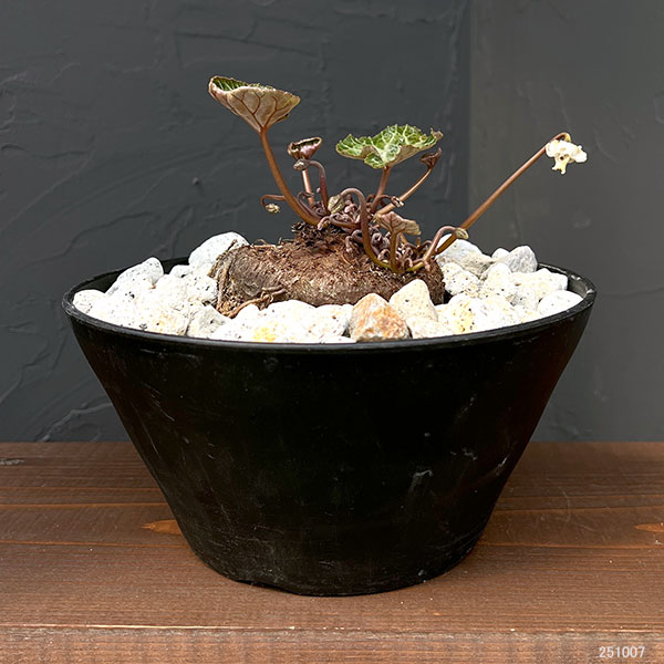シクラメン:ツヴァイ コーデックス仕立て7号鉢植え25-01