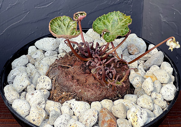 シクラメン:ツヴァイ コーデックス仕立て7号鉢植え25-01