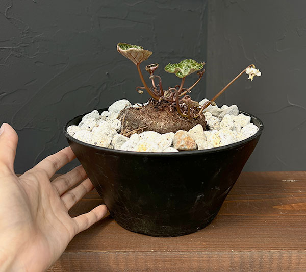 シクラメン:ツヴァイ コーデックス仕立て7号鉢植え25-01