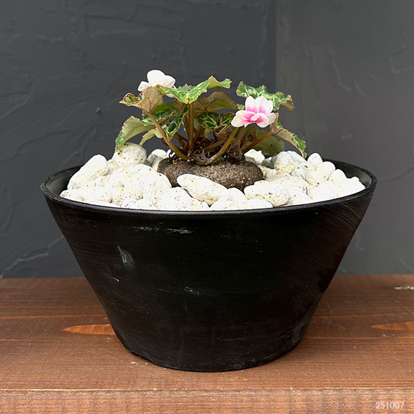 シクラメン:ツヴァイ コーデックス仕立て7号鉢植え25-02