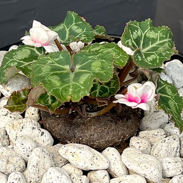 シクラメン:ツヴァイ コーデックス仕立て7号鉢植え25-02