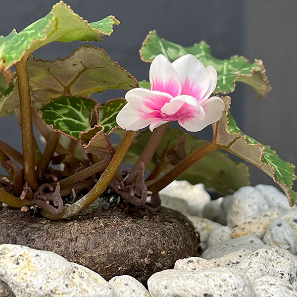 シクラメン:ツヴァイ コーデックス仕立て7号鉢植え25-02