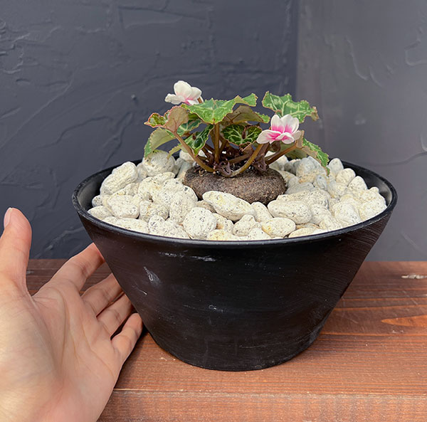 シクラメン:ツヴァイ コーデックス仕立て7号鉢植え25-02