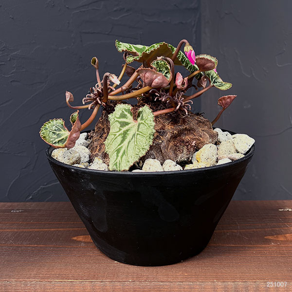 シクラメン:ツヴァイ コーデックス仕立て7号鉢植え25-03