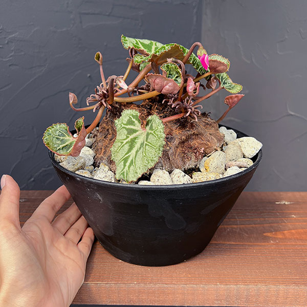 シクラメン:ツヴァイ コーデックス仕立て7号鉢植え25-03