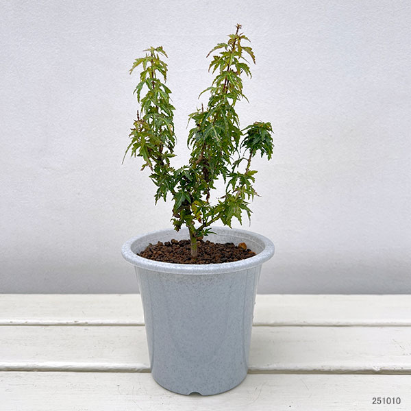 盆栽向きの花木苗木3種セット