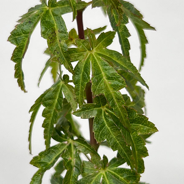盆栽向きの花木苗木3種セット