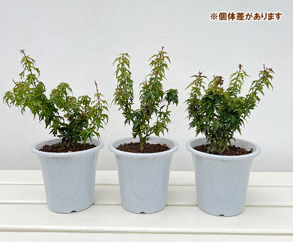 盆栽向きの花木苗木3種セット