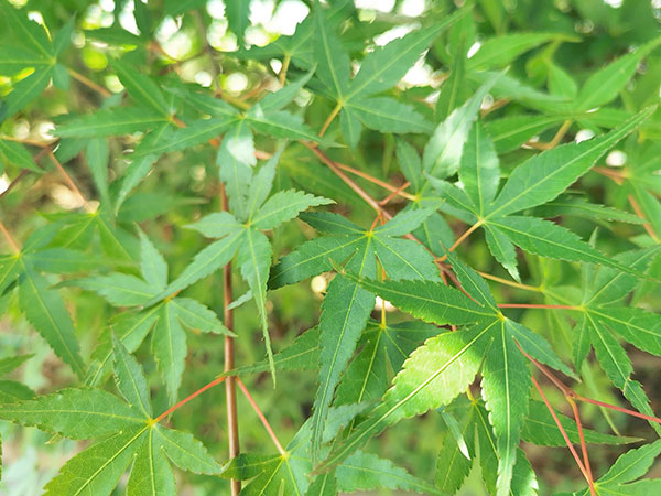 盆栽向きの花木苗木3種セット
