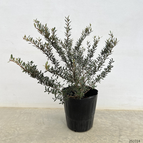 グレビレア：ディミニュータ7号ポット