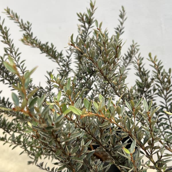 グレビレア：ディミニュータ7号ポット