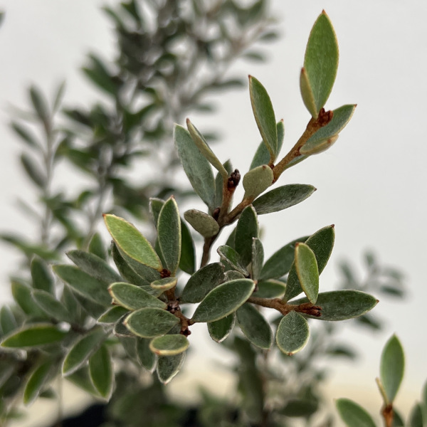 グレビレア：ディミニュータ7号ポット