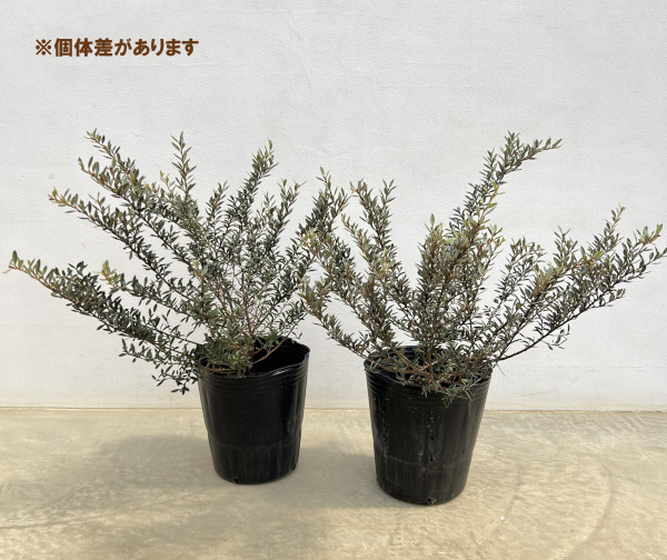 グレビレア：ディミニュータ7号ポット