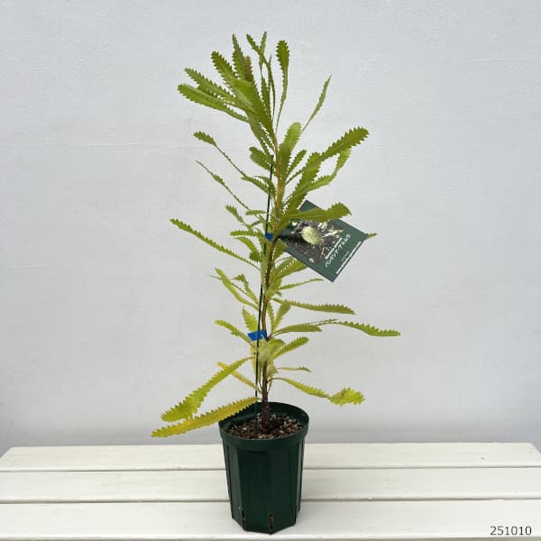 大きめ　ウォールムバンクシア　アエムラ　鉢植え　苗木　オージープランツ 園芸ネット本店｜バンクシア：アエムラ（ウォルムバンクシア）4号