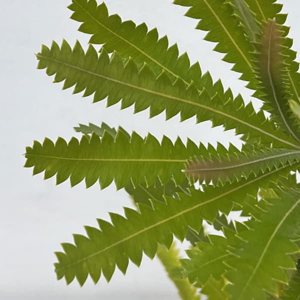 バンクシア：アエムラ（ウォルムバンクシア）4号ポット