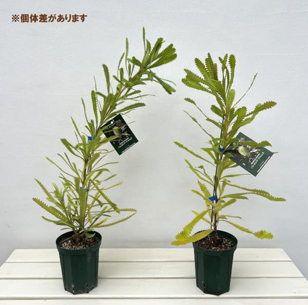 園芸ネット本店｜バンクシア：アエムラ（ウォルムバンクシア）4号