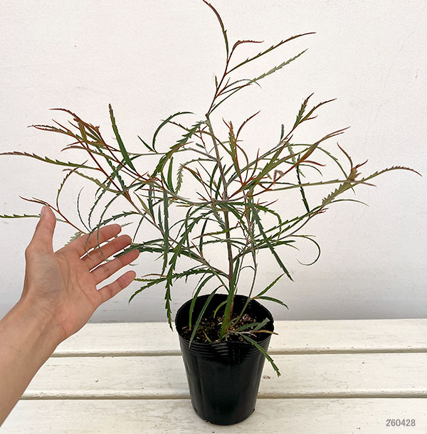 グレビレア：ロンギフォリア4号ポット