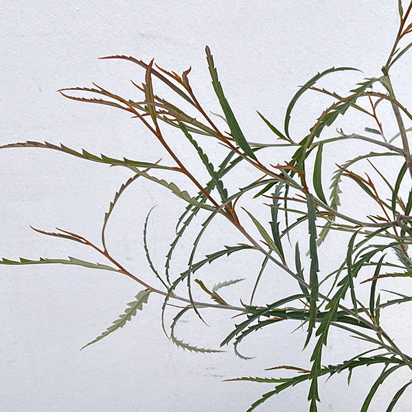 グレビレア：ロンギフォリア4号ポット