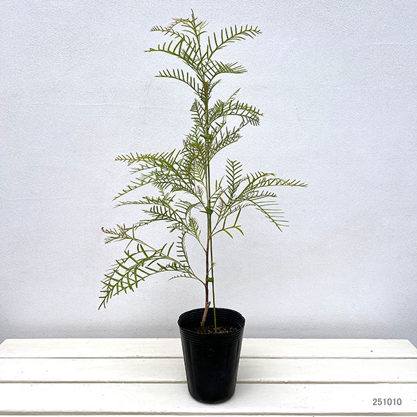 グレビレア：レッドフックス4号ポット