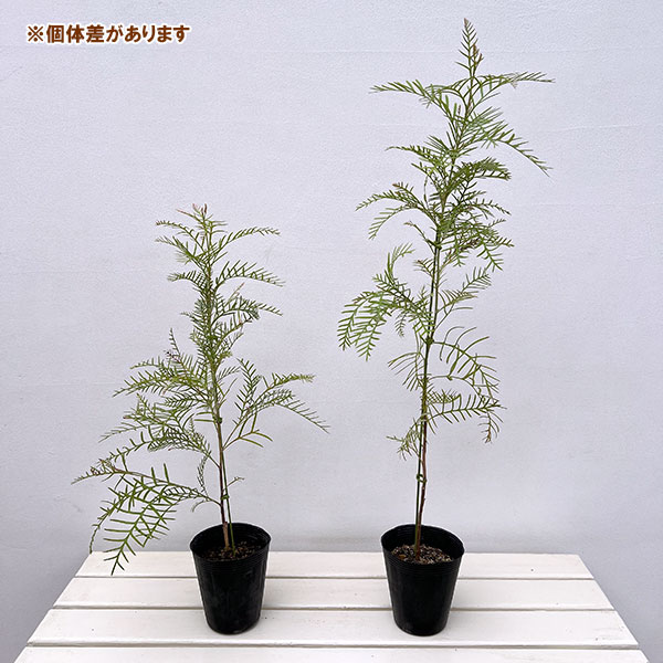 グレビレア：レッドフックス4号ポット