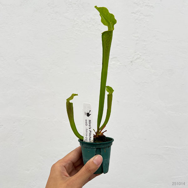 サラセニア:品種おまかせ 2号ポット