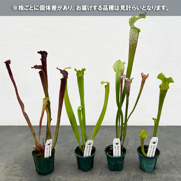 サラセニア:品種おまかせ 2号ポット