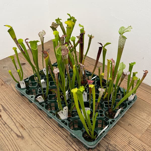 サラセニア:品種おまかせ 2号ポット
