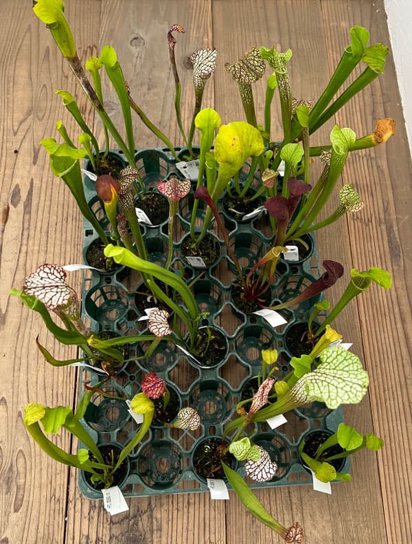 サラセニア:品種おまかせ 2号ポット