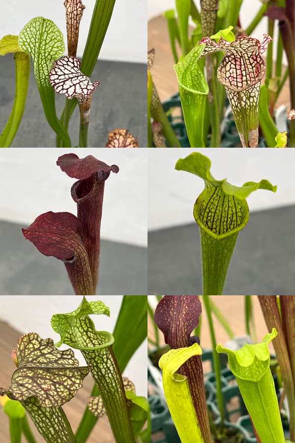 サラセニア:品種おまかせ 2号ポット