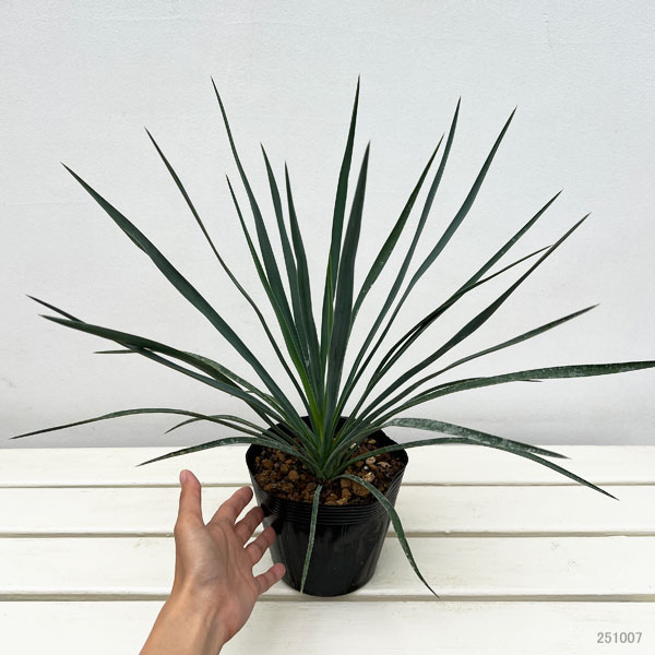 ユッカ:ブルーセントリー 5号ポット