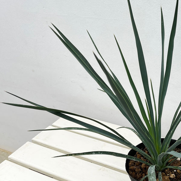 ユッカ:ブルーセントリー 5号ポット