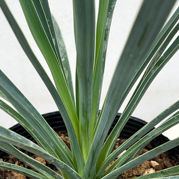 ユッカ:ブルーセントリー 5号ポット