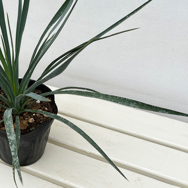 ユッカ:ブルーセントリー 5号ポット