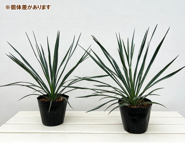 ユッカ:ブルーセントリー 5号ポット