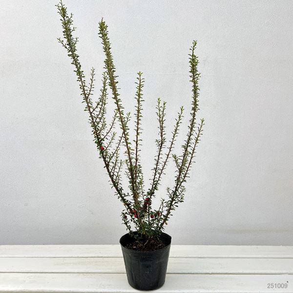 コトネアスター:ホリゾンタリス(シロシタン)4号ポット